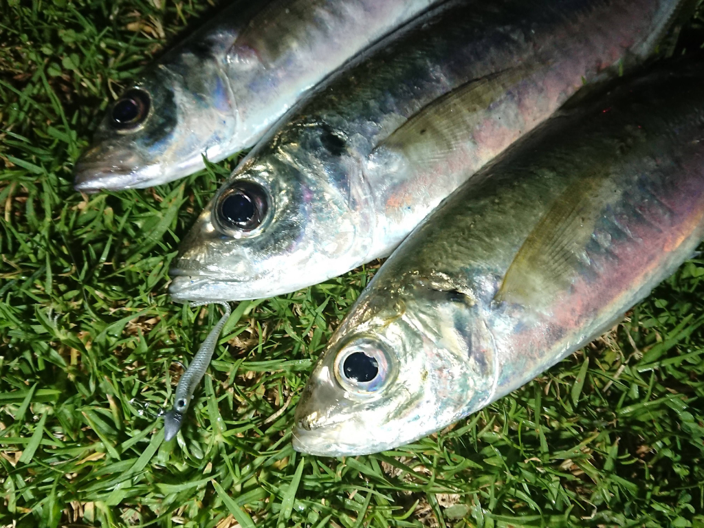 Ajing results: 3 Ajis at a night fishing session.