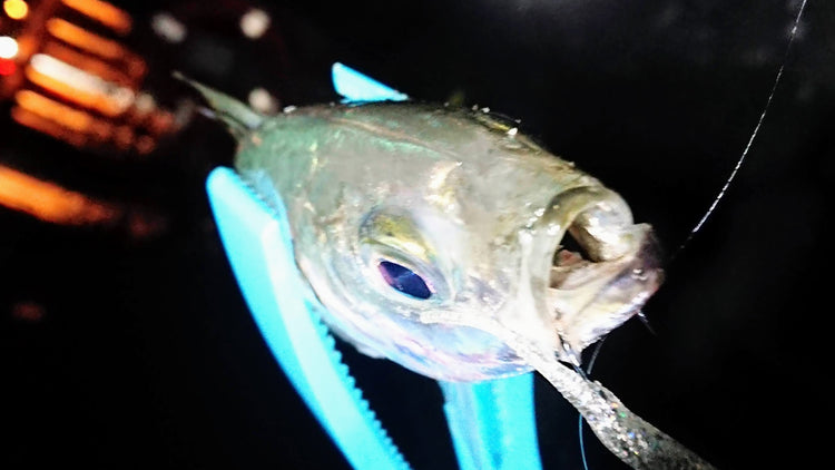 Aji Fish grip