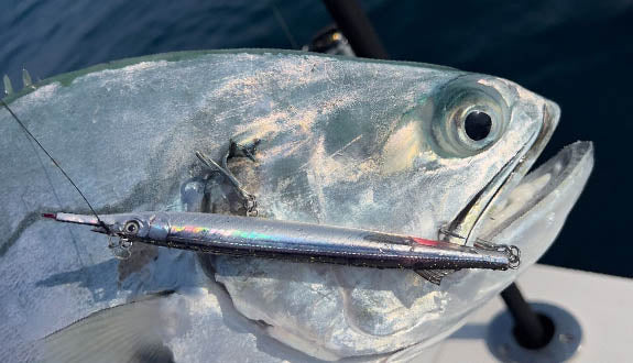Little Jack Sayoris 155 HW Topwater Stickbait