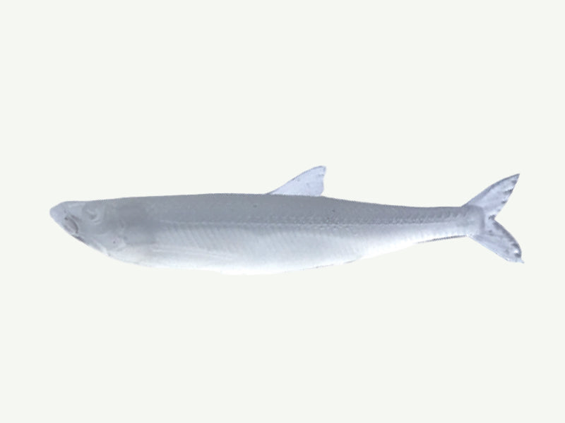 Little Jack MODELISM ZAKO 1.4" Ajing Soft Bait