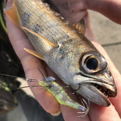 Pescado y jig de calamares Little Jack HanebiX SQUID