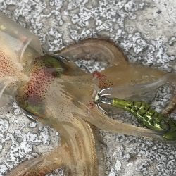 Pescado y jig de calamares Little Jack HanebiX SQUID