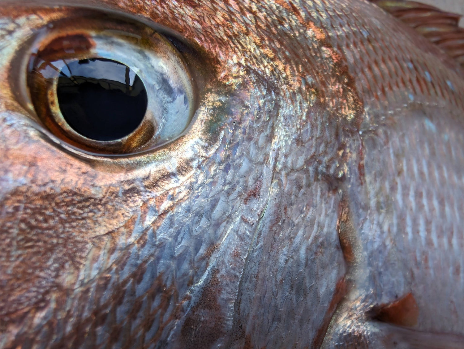 snapper habitats