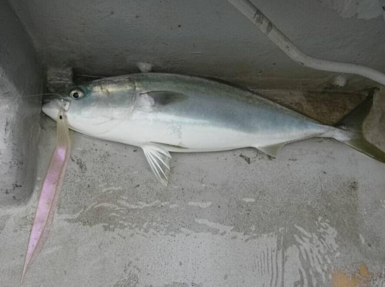 Señuelo blando para aguas profundas Fish Arrow Flash J Saber de 11" SW