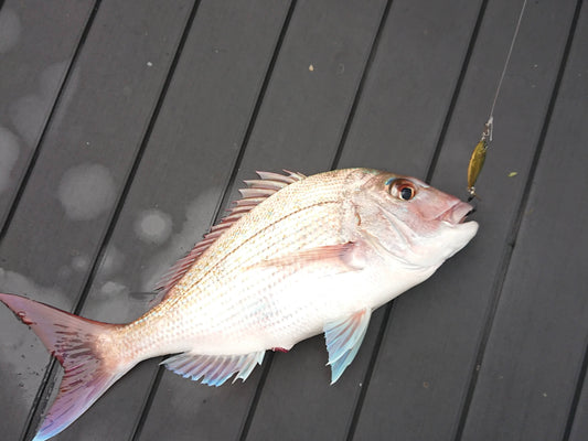 tips and tricks on micro jigging, snapper caught on micro jig