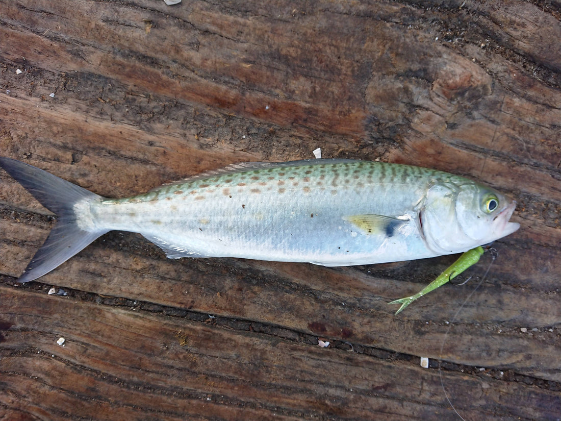 kahawai caught on fish arrow soft bait