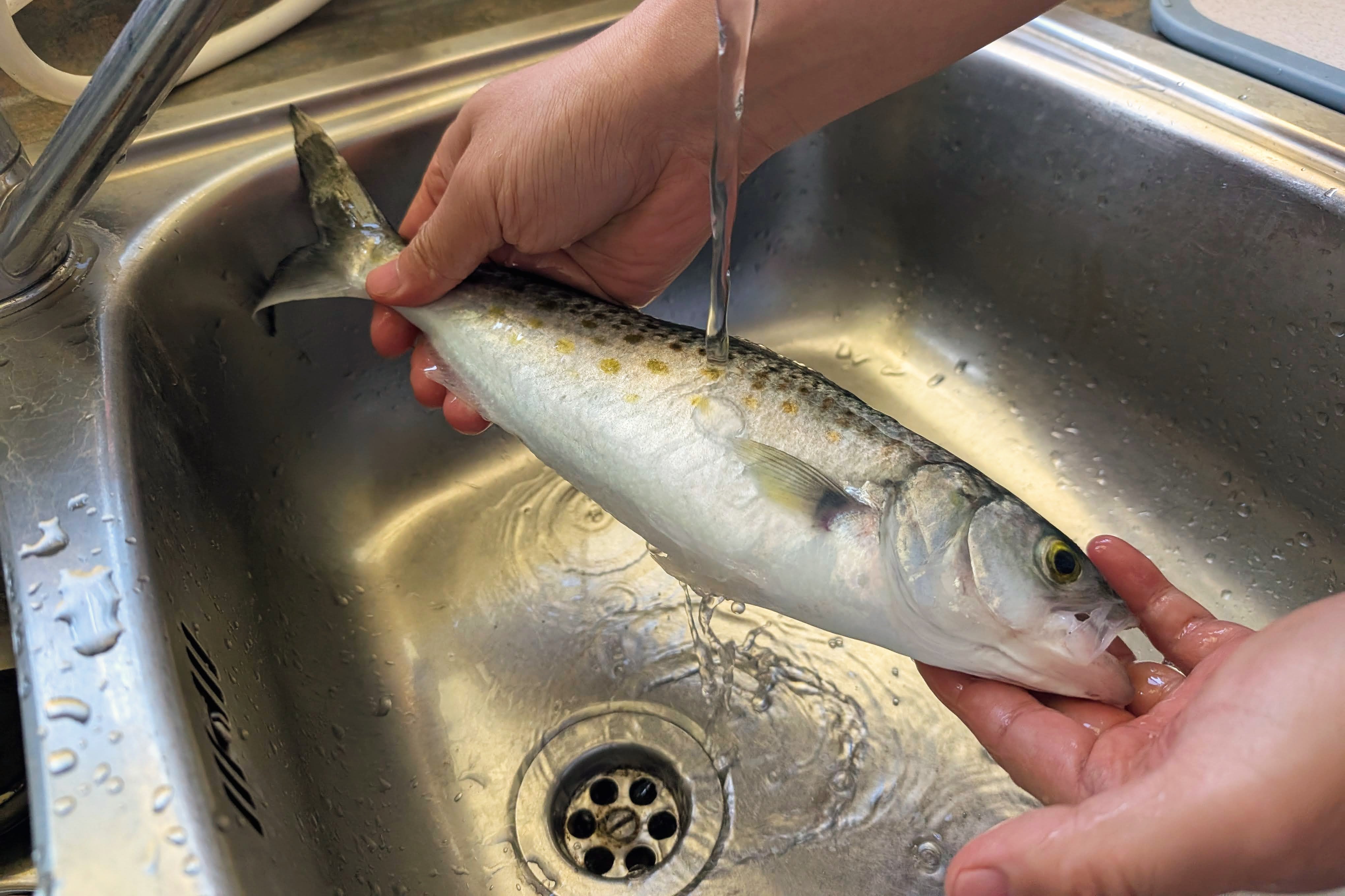 How to Dry Age Fish at Home: A Simple Guide – Tio Fishing