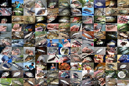 Transcendence DWARVE-XX Light Game & Stream Travel Rod