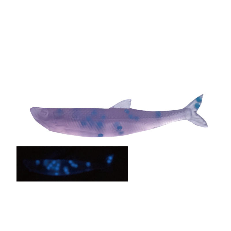 Little Jack MODELISM ZAKO 1.4" Ajing Soft Bait