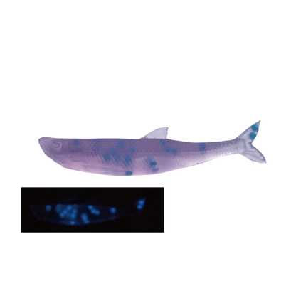 Little Jack MODELISM ZAKO 1.4" Ajing Soft Bait