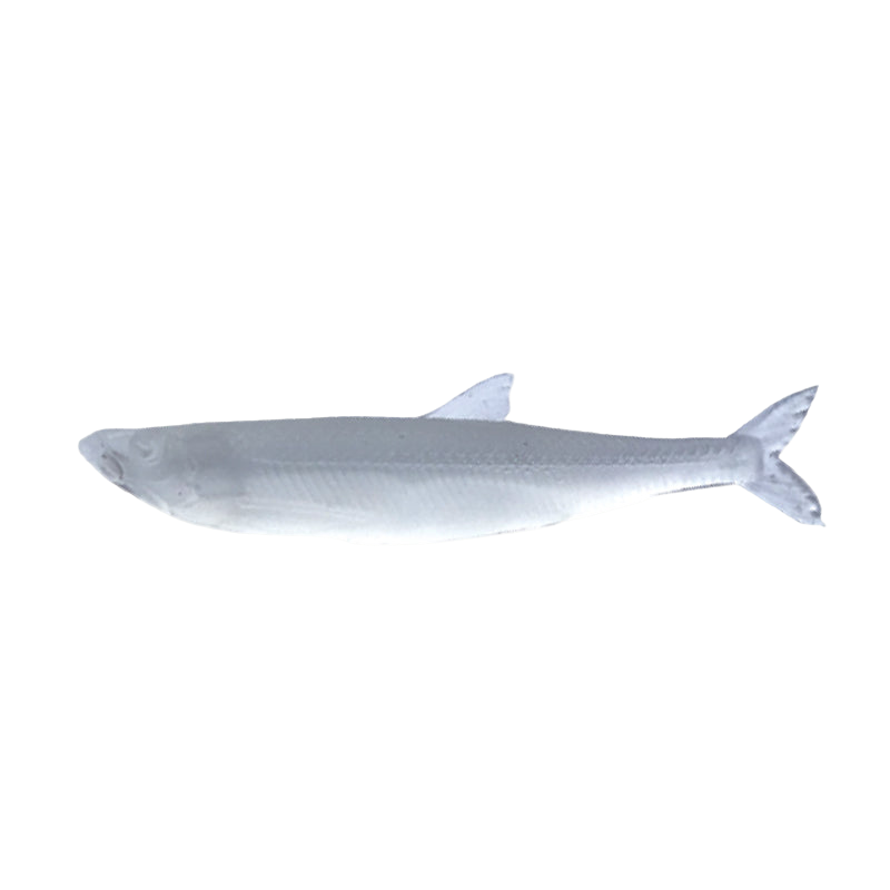 Little Jack MODELISM ZAKO 1.4" Ajing Soft Bait