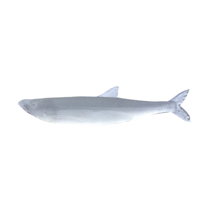 Little Jack MODELISM ZAKO 1.4" Ajing Soft Bait