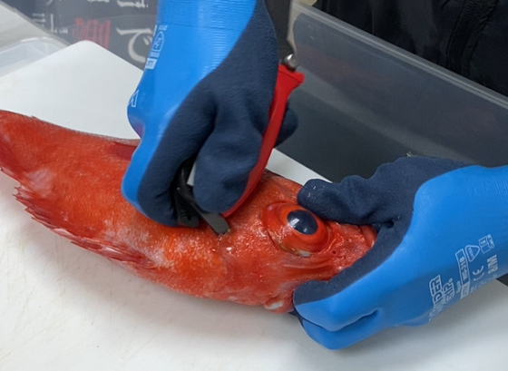 Tijeras multifuncionales para pescado Hapyson 