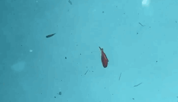 Little Jack Charikom Vibe Lure