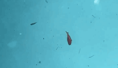 Little Jack Charikom Vibe Lure