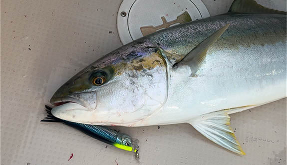 Little Jack BILHOUETTE 160 Topwater Popper