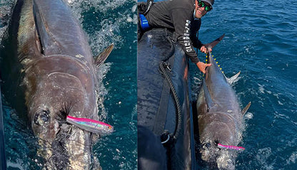 Little Jack BILHOUETTE 160 Topwater Popper