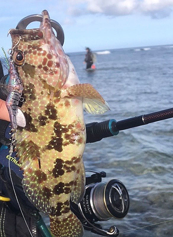 Little Jack HanebiX-50 Shrimp Micro Jig