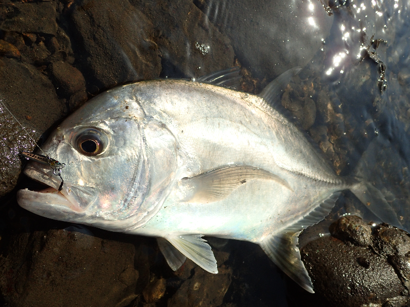 Little Jack Micro Adict Light Game Jig