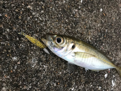 Little Jack MODELISM ZAKO 1.4" Ajing Soft Bait