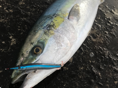 kingfish caught on Little Jack Sayoris topwater lure