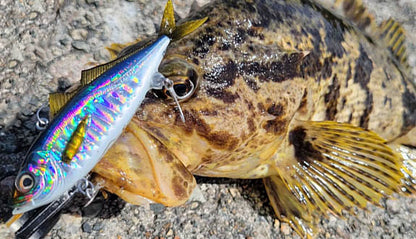 Little Jack ZEIGOS Vibe Lure